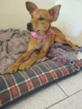 Dolly