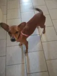 Dolly