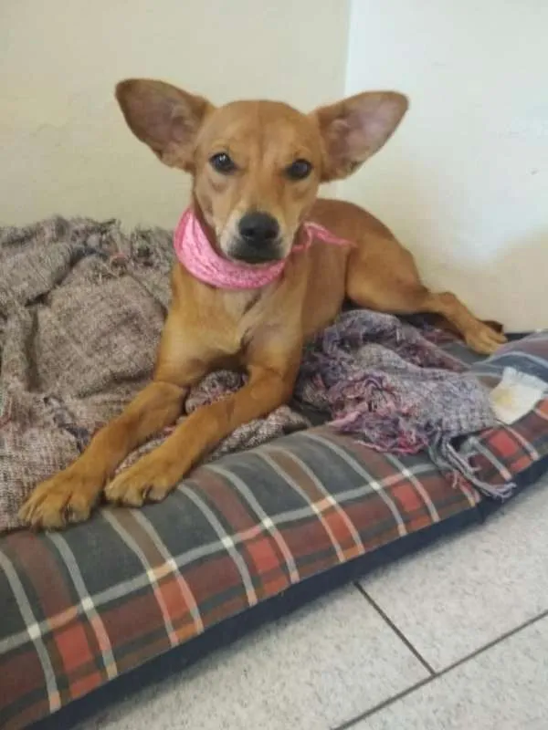 Cachorro ra a SRD idade 1 ano nome Dolly