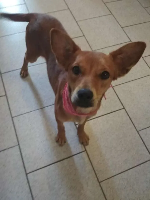 Cachorro ra a SRD idade 1 ano nome Dolly