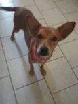 Dolly