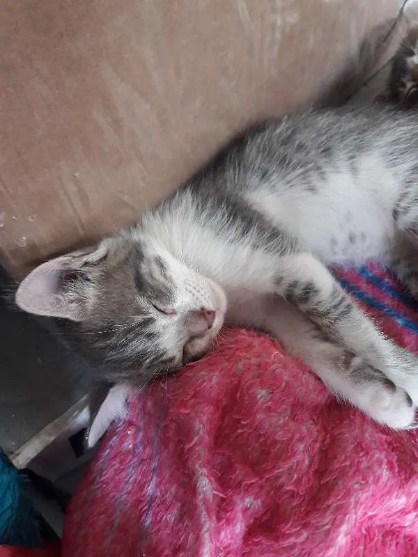 Gato ra a indefinido idade Abaixo de 2 meses nome Filhotes