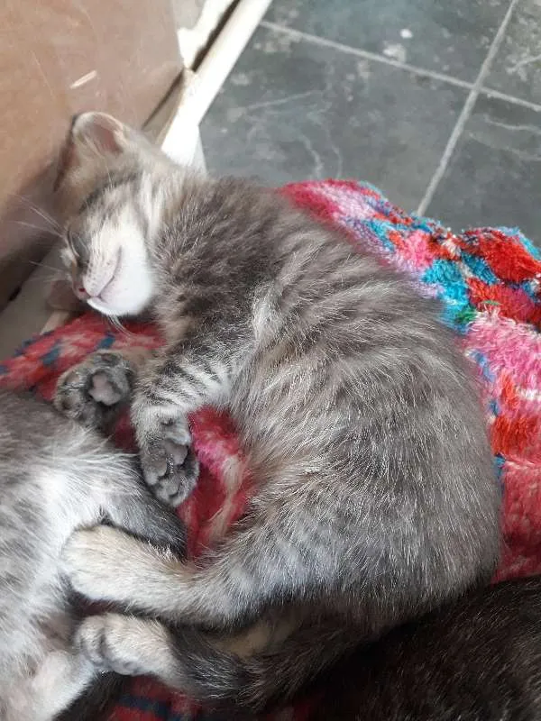 Gato ra a indefinido idade Abaixo de 2 meses nome Filhotes