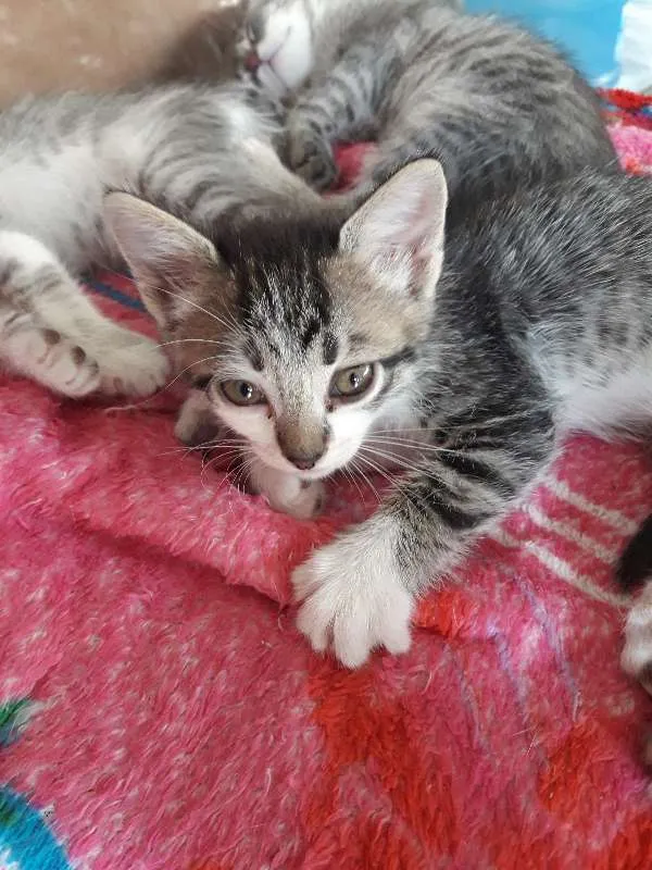 Gato ra a indefinido idade Abaixo de 2 meses nome Filhotes