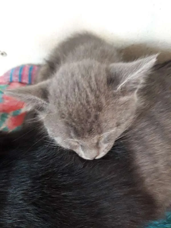 Gato ra a indefinido idade Abaixo de 2 meses nome Filhotes
