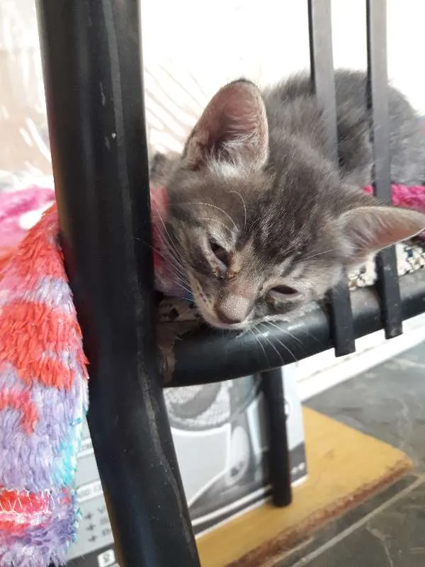 Gato ra a indefinido idade Abaixo de 2 meses nome Filhotes