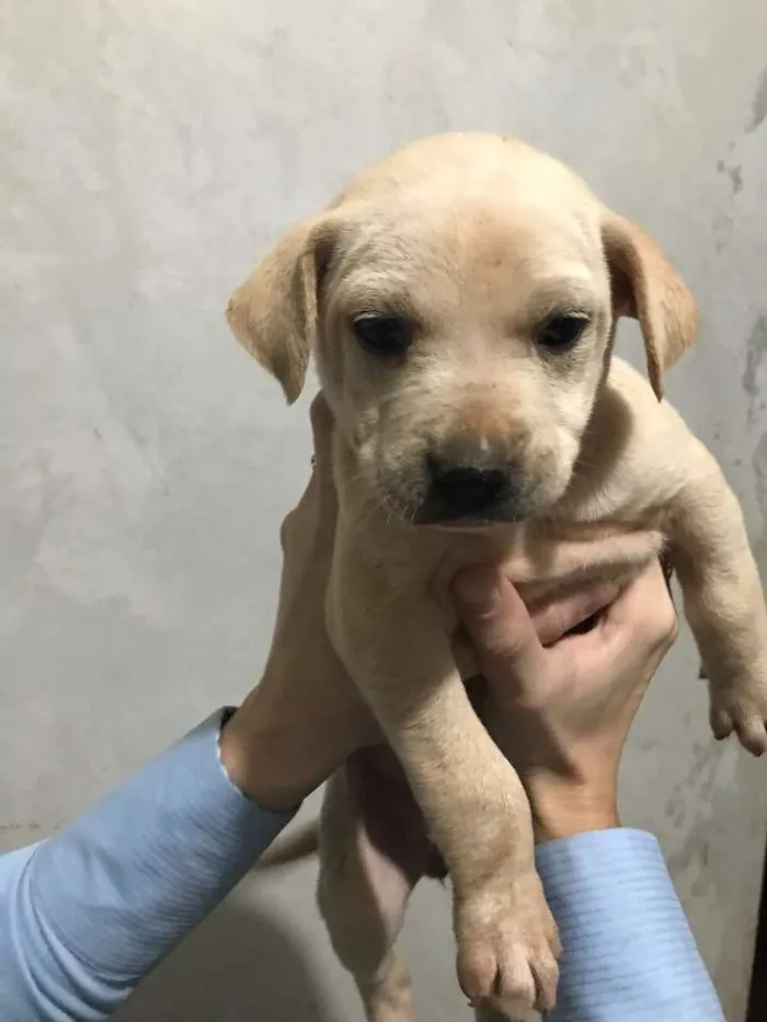 Cachorro ra a Srd idade Abaixo de 2 meses nome Bob