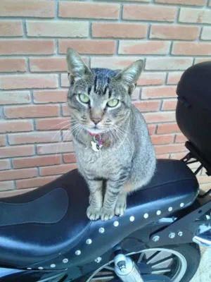 Gato raça Toy Tiger idade 1 ano nome Nãninha
