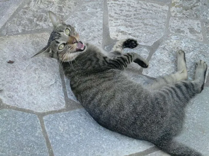 Gato ra a Toy Tiger idade 1 ano nome Nãninha