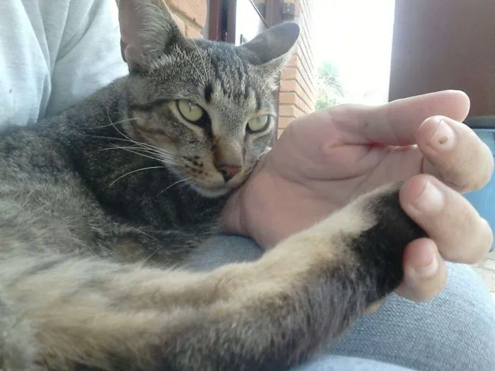 Gato ra a Toy Tiger idade 1 ano nome Nãninha