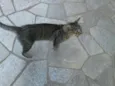 Nãninha