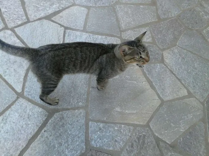 Gato ra a Toy Tiger idade 1 ano nome Nãninha