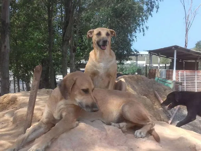 Cachorro ra a SRD idade 3 anos nome Cãezinhos órfãos