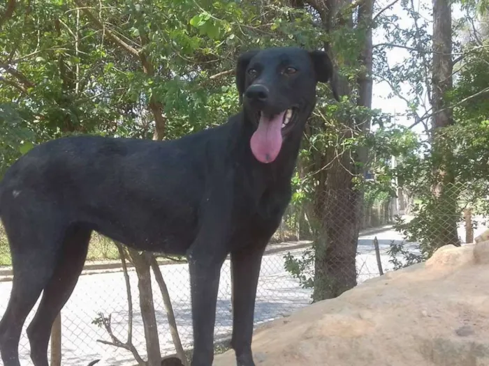 Cachorro ra a SRD idade 3 anos nome Cãezinhos órfãos