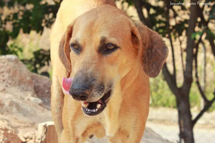 Cachorro ra a SRD idade 3 anos nome Cãezinhos órfãos