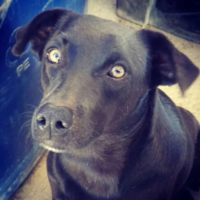 Cachorro ra a SRD idade 3 anos nome Cãezinhos órfãos