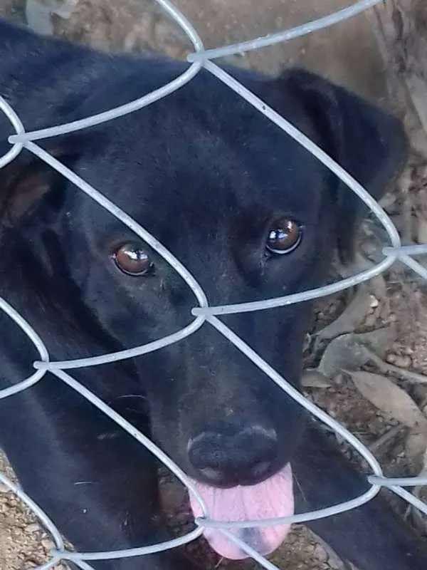 Cachorro ra a SRD idade 3 anos nome Cãezinhos órfãos