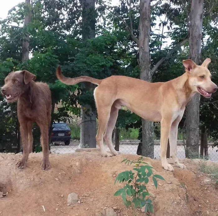 Cachorro ra a SRD idade 3 anos nome Cãezinhos órfãos