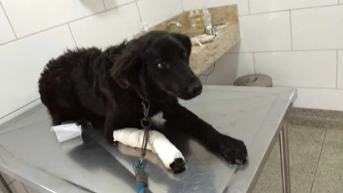 Cachorro ra a Mestiço com labrador idade 1 ano nome Budy