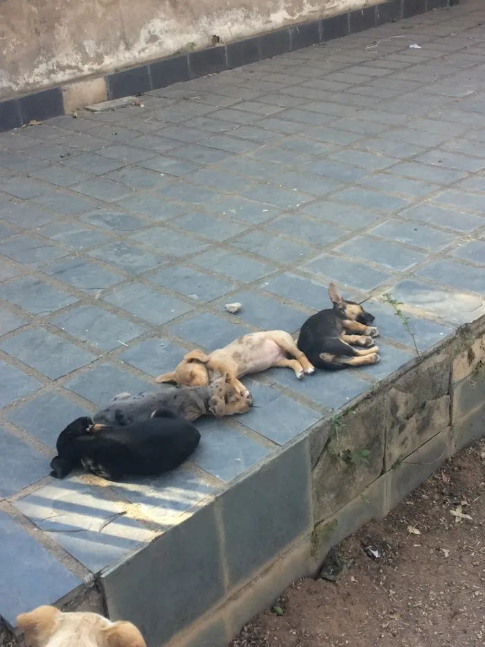 Cachorro raça Mestiços de blue heeler idade Abaixo de 2 meses nome -