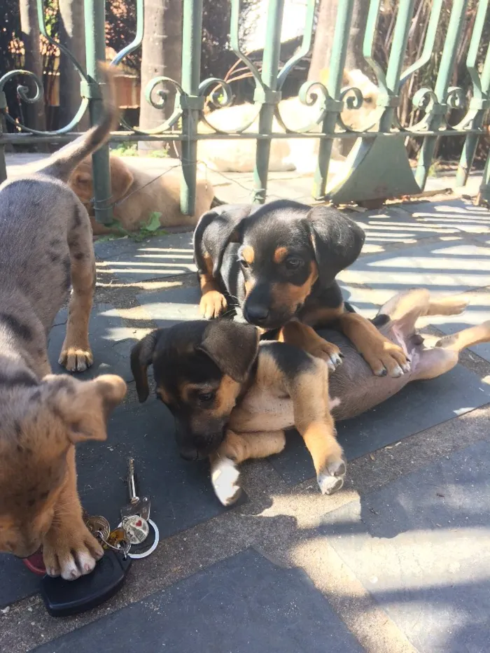 Cachorro raça Mestiços de blue heeler idade Abaixo de 2 meses nome -