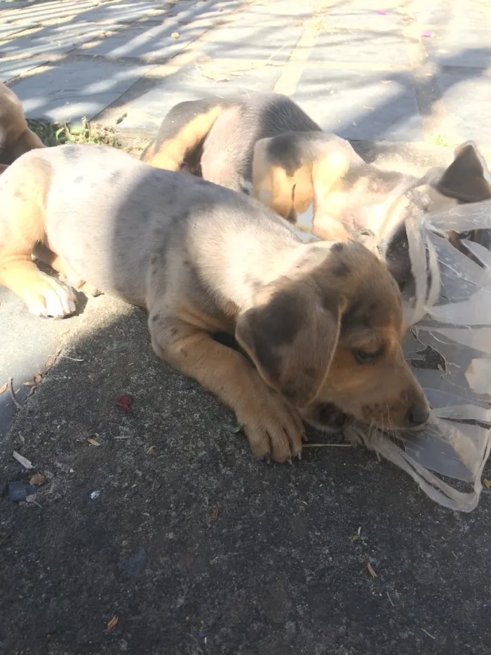 Cachorro raça Mestiços de blue heeler idade Abaixo de 2 meses nome -