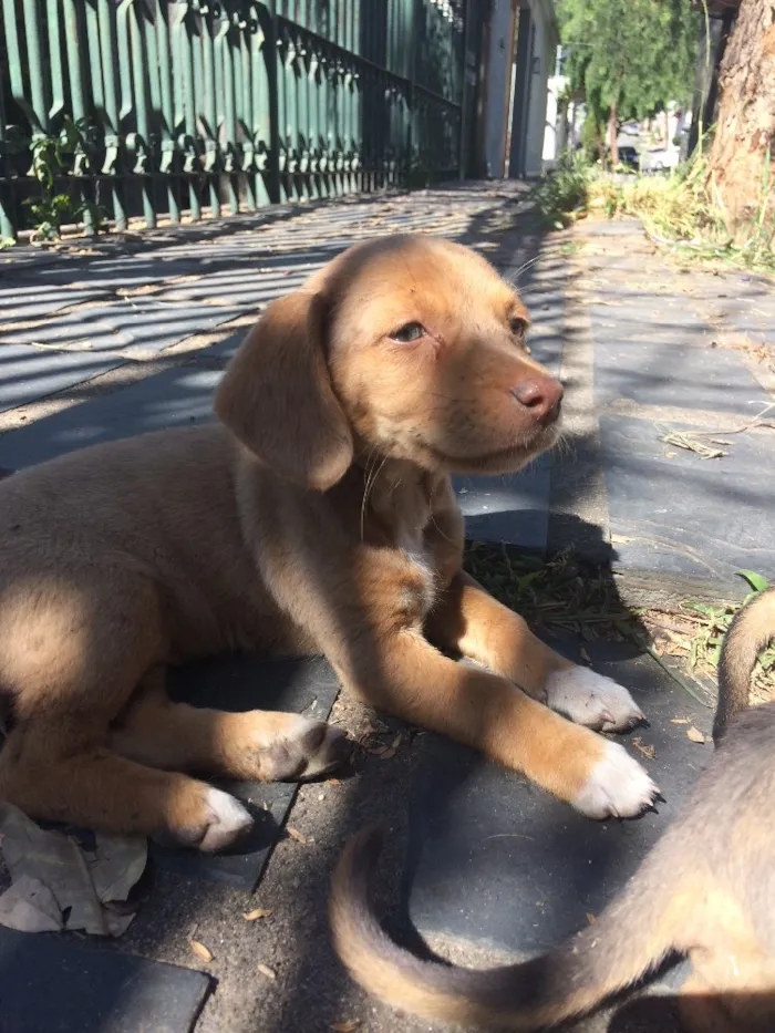 Cachorro raça Mestiços de blue heeler idade Abaixo de 2 meses nome -