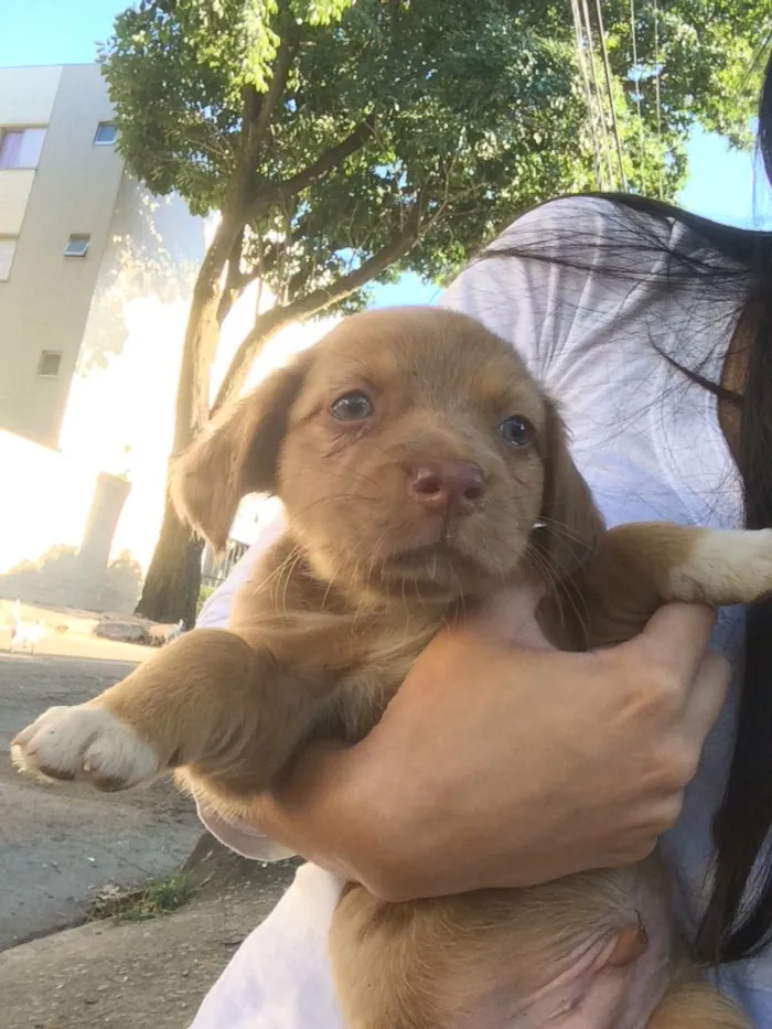 Cachorro raça Mestiços de blue heeler idade Abaixo de 2 meses nome -