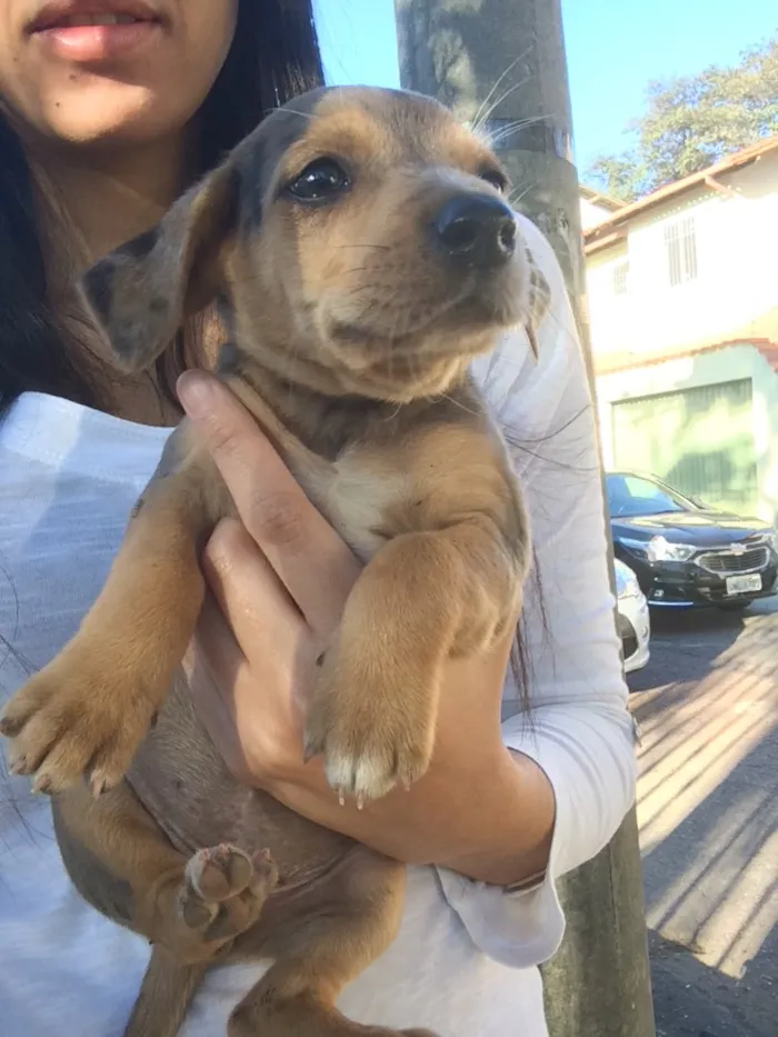 Cachorro raça Mestiços de blue heeler idade Abaixo de 2 meses nome -