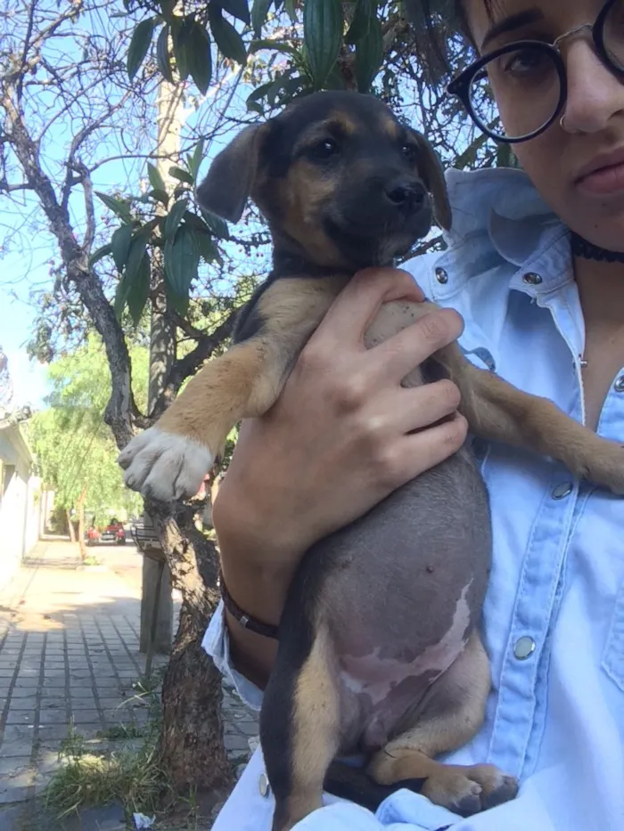 Cachorro raça Mestiços de blue heeler idade Abaixo de 2 meses nome -