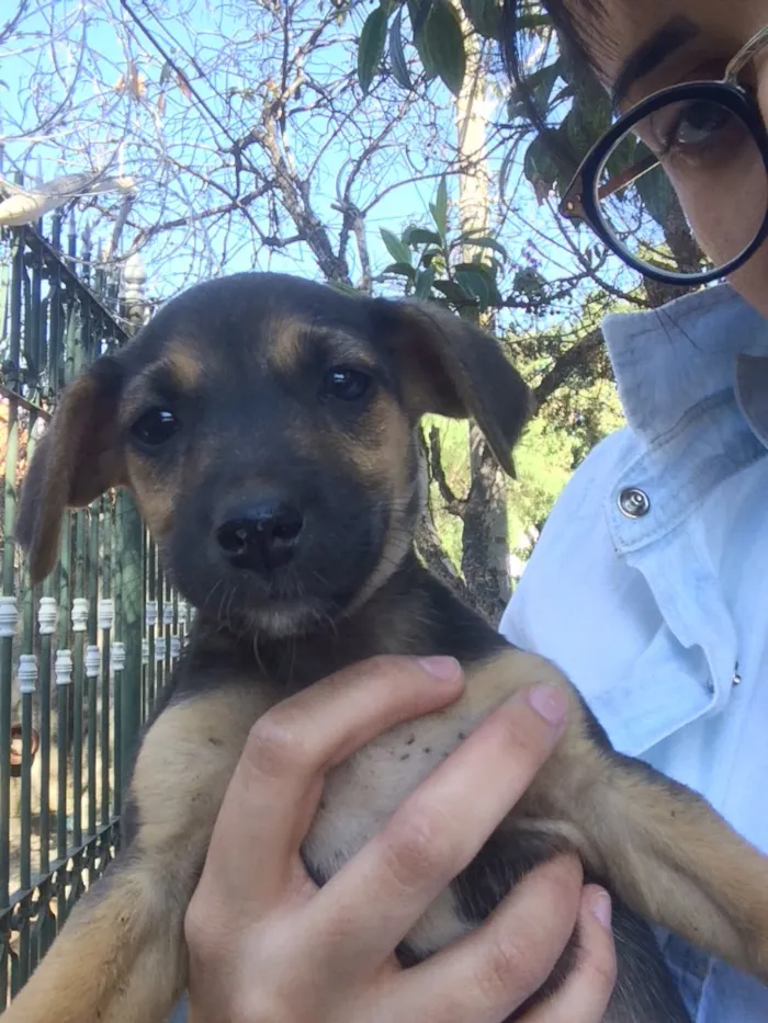 Cachorro raça Mestiços de blue heeler idade Abaixo de 2 meses nome -