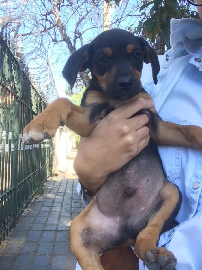 Cachorro raça Mestiços de blue heeler idade Abaixo de 2 meses nome -