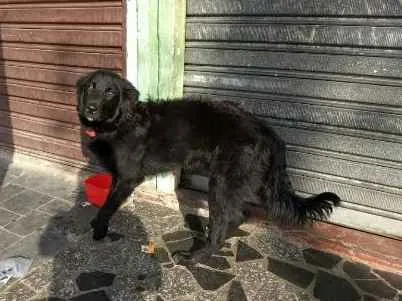 Cachorro ra a Mestiço com labrador idade 1 ano nome Budy