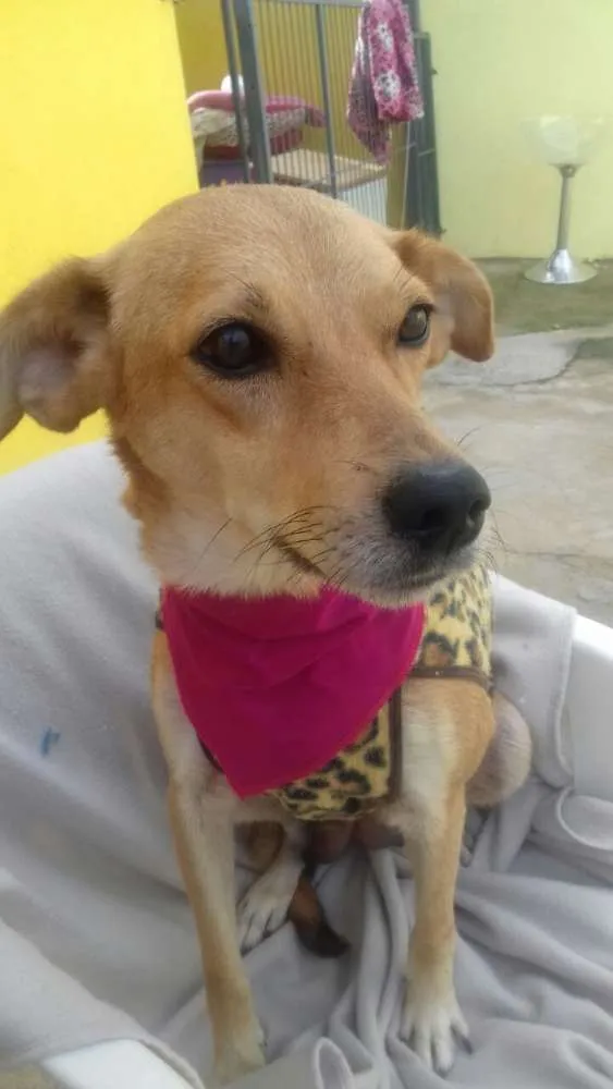 Cachorro raça SRD idade 2 anos nome Diva