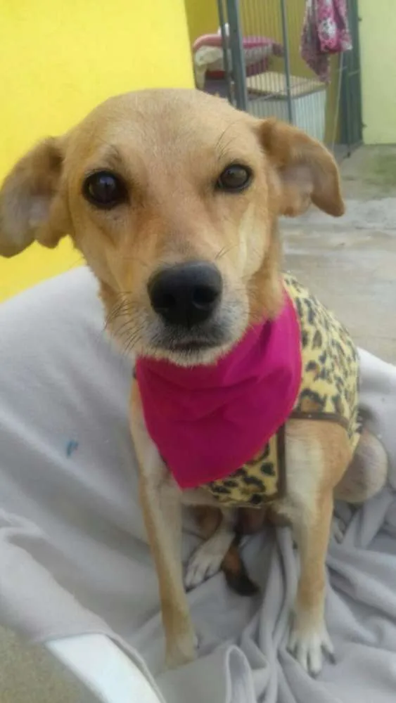 Cachorro raça SRD idade 2 anos nome Diva