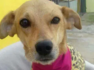 Cachorro raça SRD idade 2 anos nome Diva