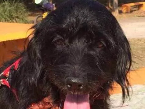 Cachorro ra a Sdr idade 3 anos nome NOAH