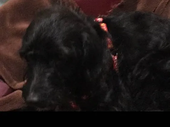 Cachorro ra a Sdr idade 3 anos nome NOAH
