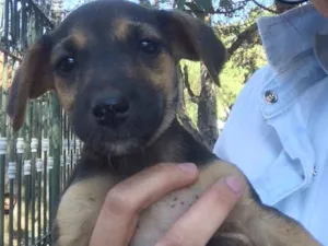 Cachorro raça Mestiços de blue heeler idade Abaixo de 2 meses nome -