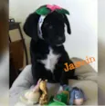 Jasmin