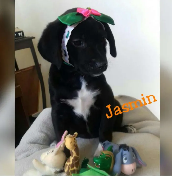 Cachorro raça SRD idade Abaixo de 2 meses nome Jasmin
