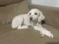 Belinha