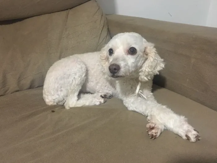 Cachorro raça Poodle idade 4 anos nome Belinha