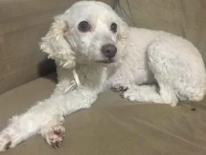 Cachorro raça Poodle idade 4 anos nome Belinha