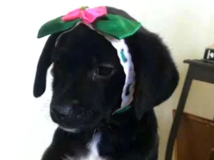 Cachorro raça SRD idade Abaixo de 2 meses nome Jasmin