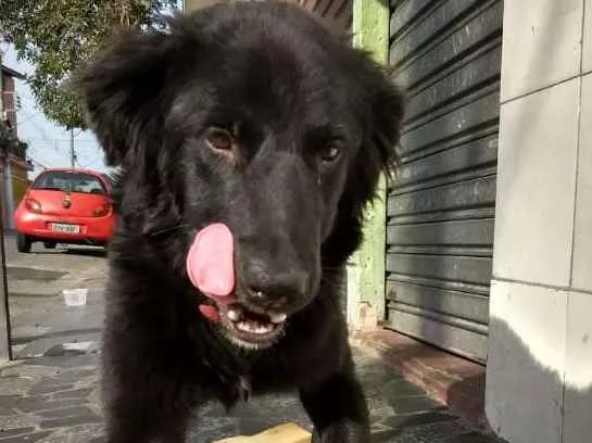 Cachorro ra a Mestiço com labrador idade 1 ano nome Budy