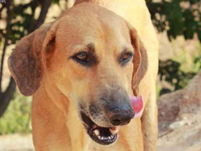 Cachorro ra a SRD idade 3 anos nome Cãezinhos órfãos