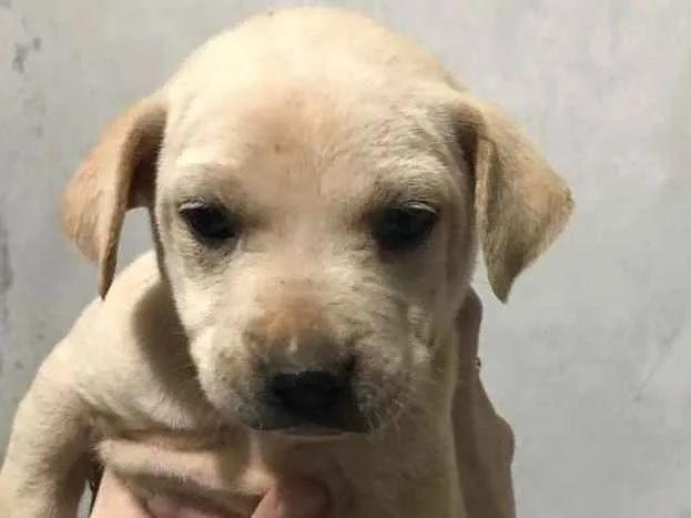 Cachorro ra a Srd idade Abaixo de 2 meses nome Bob