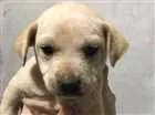Cachorro raça Srd idade Abaixo de 2 meses nome Bob