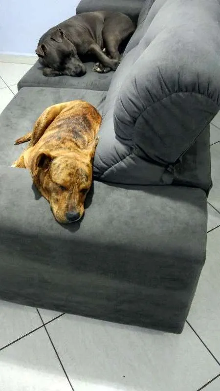 Cachorro ra a SRD idade 1 ano nome Tobby